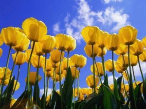 631354-img-zahrada-tulipan-narcis-jaro-hobby-1-.jpg